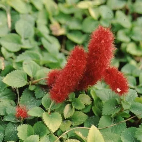 thumbnail for publication: Acalypha herzogiana: Dwarf Chenille Plant